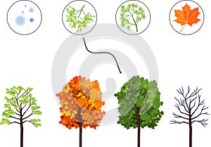 Educational matching game for biology lesson with maple tree at four seasons